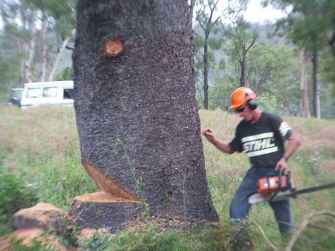 Steve Smith Chainsaw Training - Perth Private Schools 0