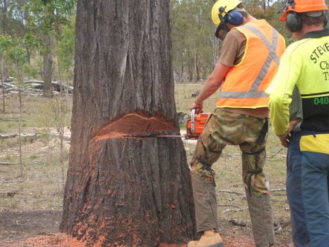 Steve Smith Chainsaw Training - Perth Private Schools 3