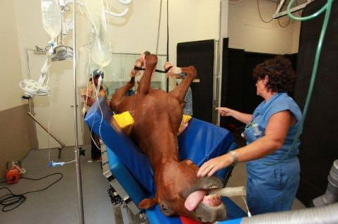 Pacific Vetcare - Perth Private Schools 6